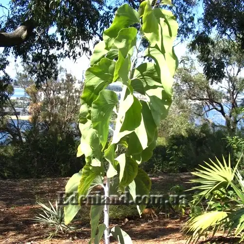 Зображення молода рослина