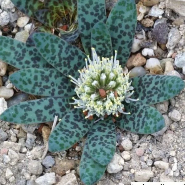 Изображение цветение