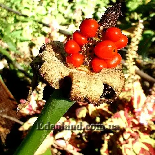 Изображение Алоказия пахучая - Alocasia odora