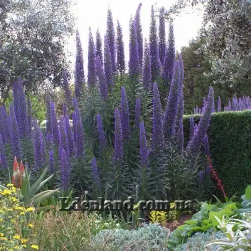 Зображення Ехіум Блакитні Башти - Echium Blue Towers