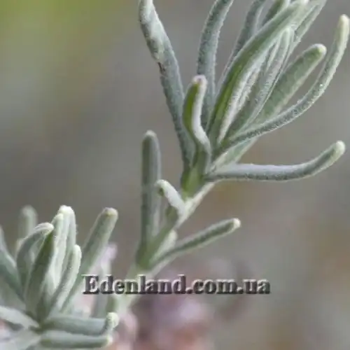 Изображение Лаванда черешчатая - Lavandula pedunculata