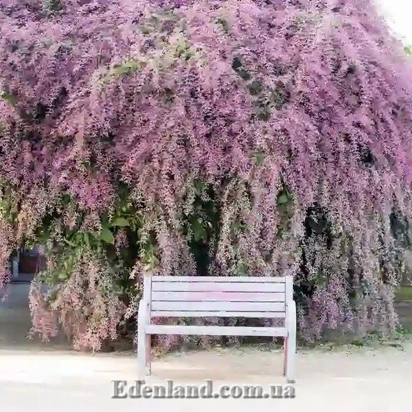 Зображення квітуча рослина