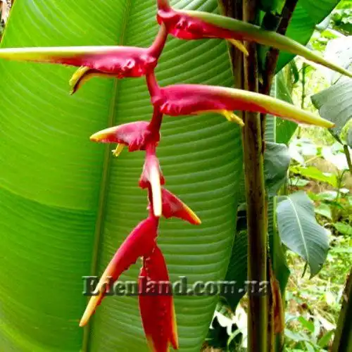 Изображение цветы в ярких прицветниках