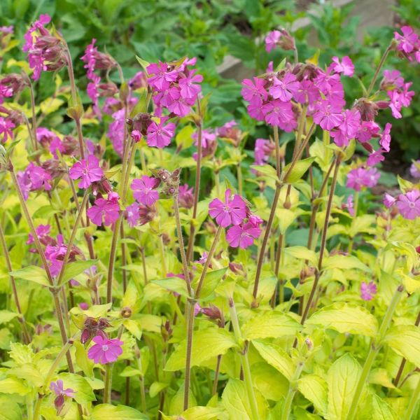 Изображение Смолка (Силена) двудомная  - Silene dioica