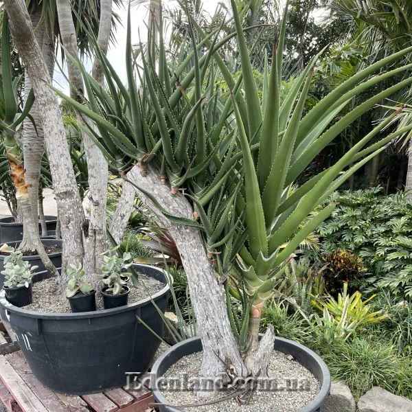 Зображення рослина після обрізки