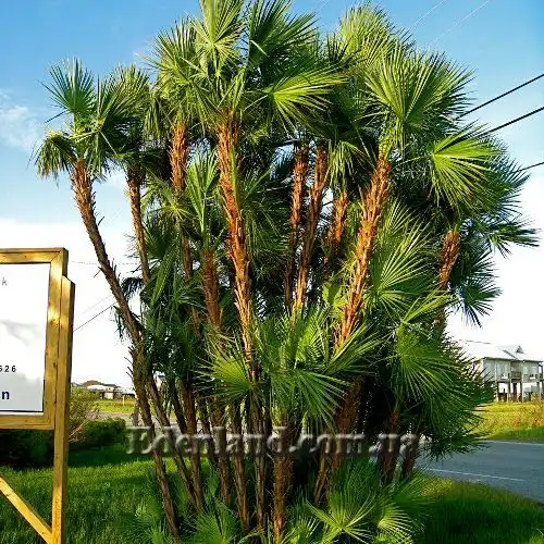 Зображення доросла рослина