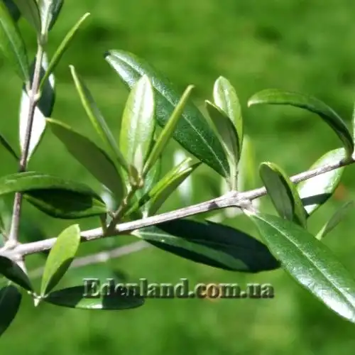 Зображення листя