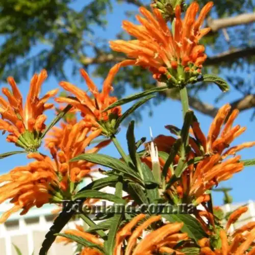 Зображення квіти