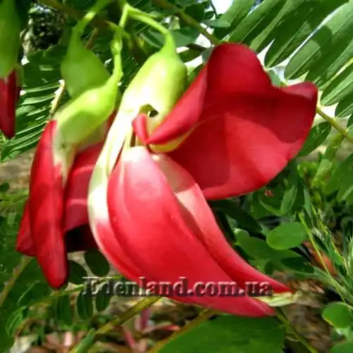 Изображение цветок