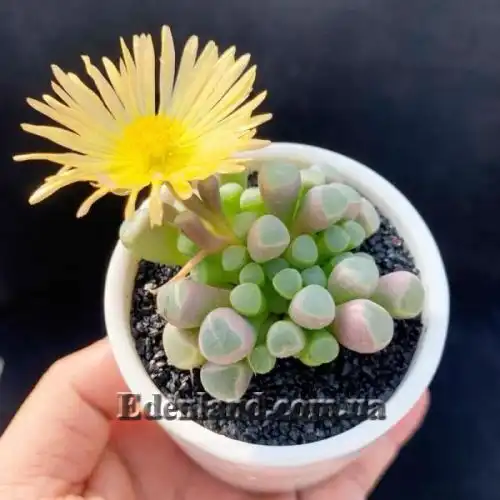 Изображение Фенестрария Булаволистная - Fenestraria rhopalophylla subsp. aurantiaca