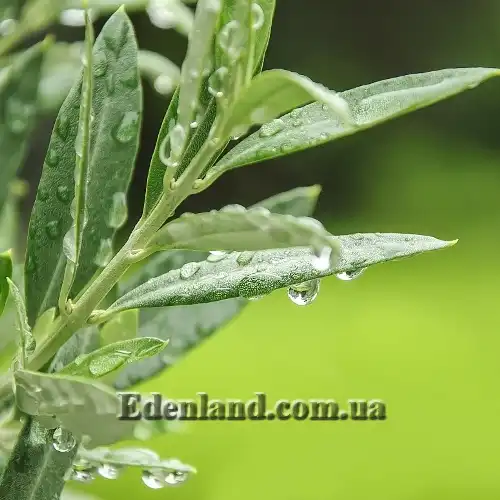 Изображение листья