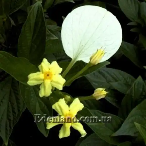 Изображение Псевдомуссенда желтая - Pseudomussaenda flavа