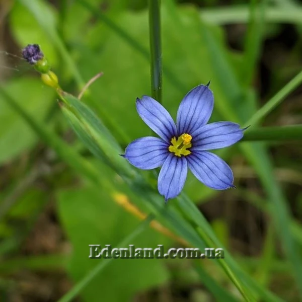 Зображення Сизірінхіум вузьколистий - Sisyrinchium angustifolium