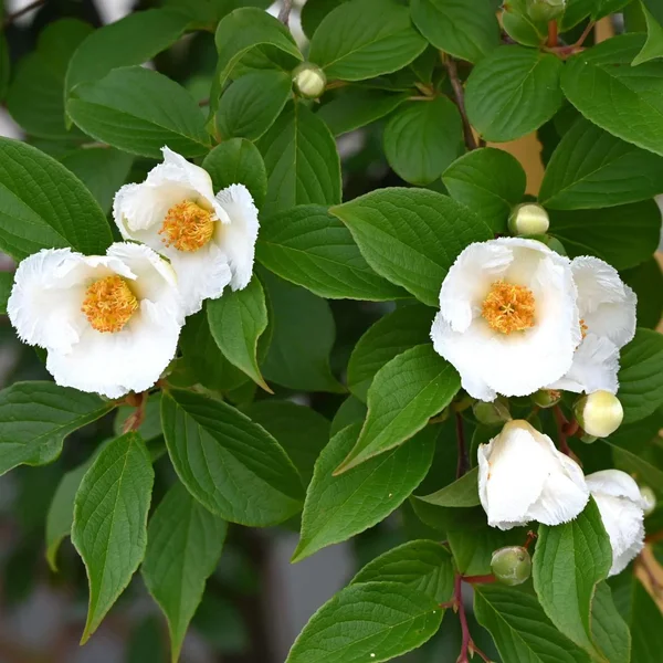 Стюартія псевдокамелія - Stewartia pseudocamellia — цвітіння