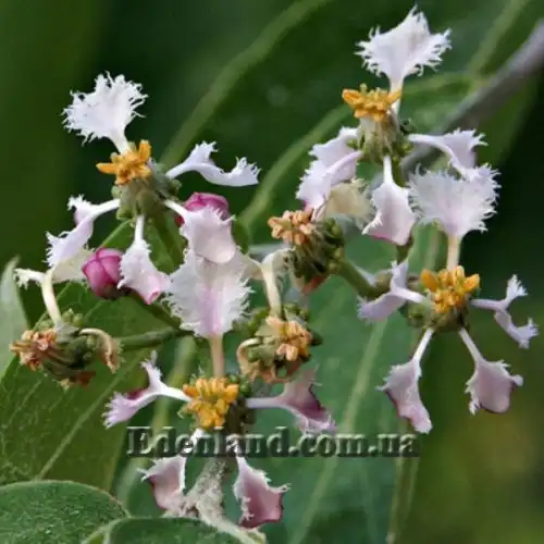 Изображение Мальпигия мексиканская - Malpighia mexicana