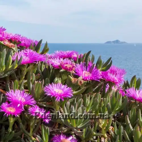 Изображение Карпобротус вкусный  - Carpobrotus deliciosus