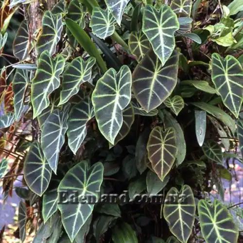 Изображение Ремусатия карликовая - Remusatia pumila