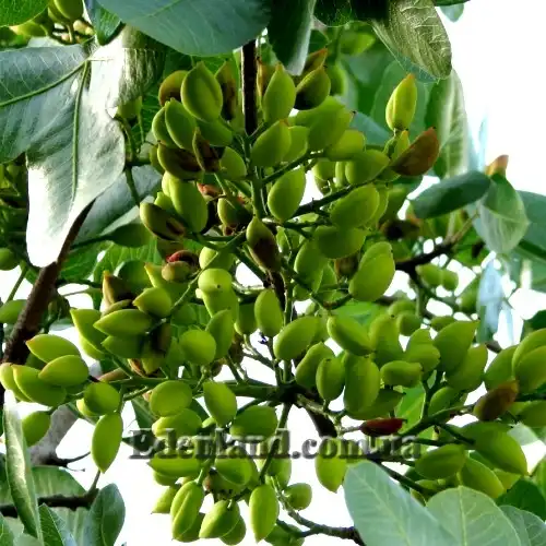 Изображение Фисташка настоящая - Pistacia vera