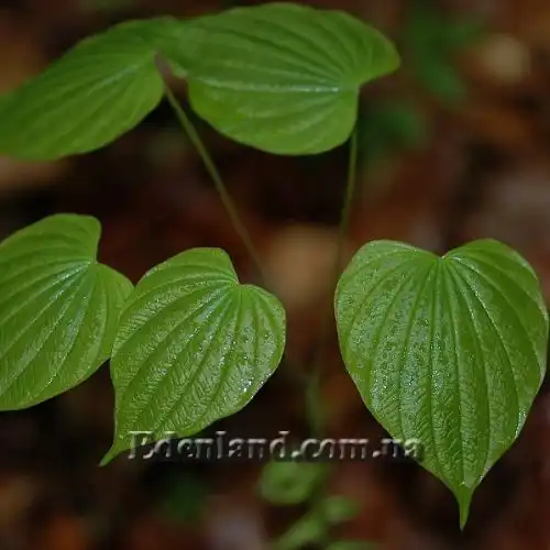 Зображення Діоскорея кавказька - Dioscorea caucasica 