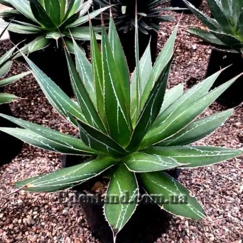 Изображение Агава отпечатанная - Agave impressa