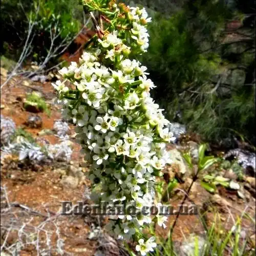 Изображение Саннанта прутьевидная - Sannantha virgata