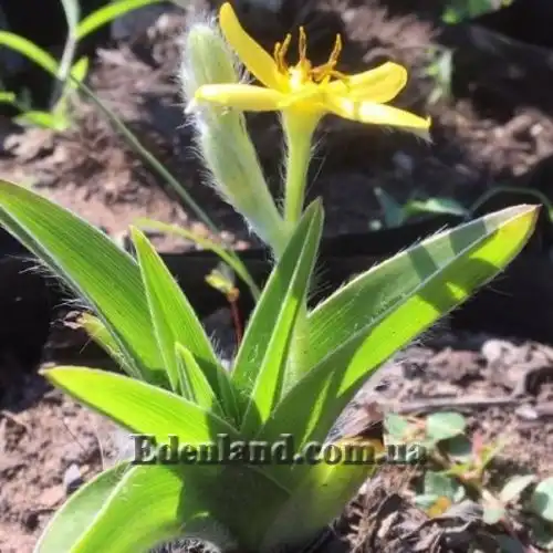 Изображение Гипоксис гемерокаллисовидный - Hypoxis hemerocallidea