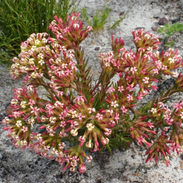 Зображення Крассула пучкувата - Crassula fascicularis  