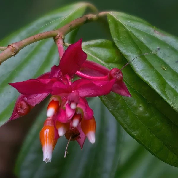 Зображення Кавендішія кереме  - Cavendishia quereme 
