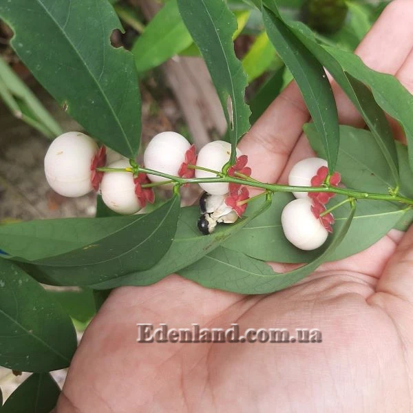 Изображение плоды