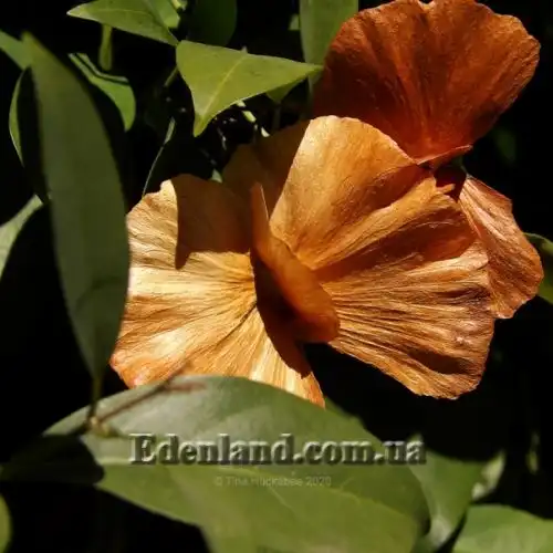 Изображение Масканья крупнокрылая - Mascagnia macroptera