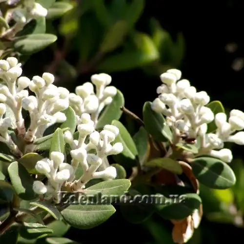 Изображение Метросидерос высокий - Metrosideros excelsa