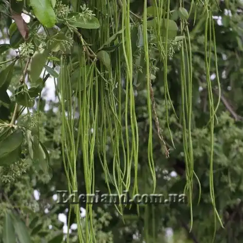 Изображение Альстония школьная - Alstonia scholaris