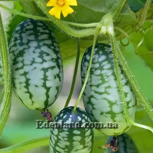 Зображення плоди