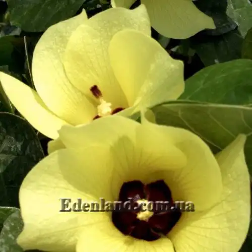 Изображение Баухиния войлочная - Bauhinia tomentosa