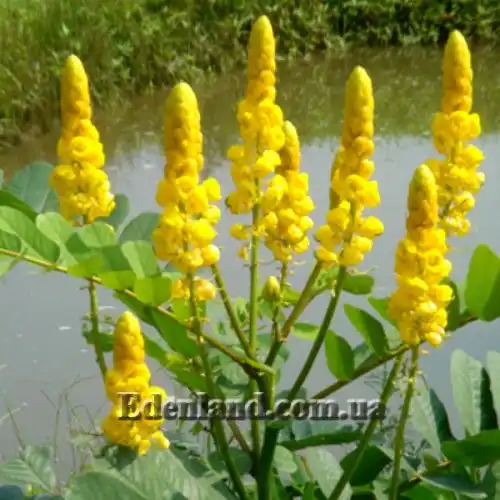 Изображение Сенна крылатая - Senna alata