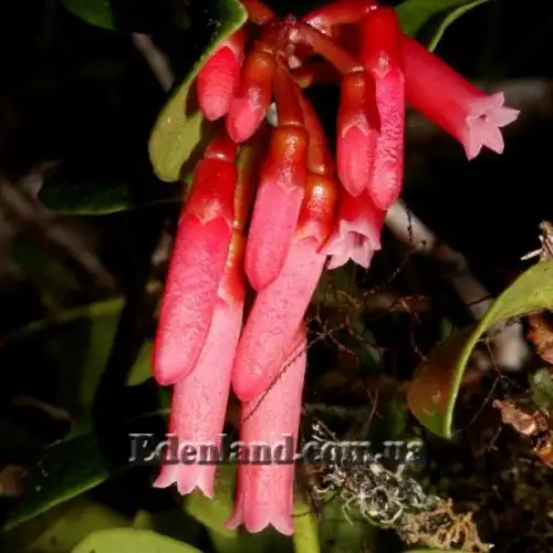 Изображение цветы