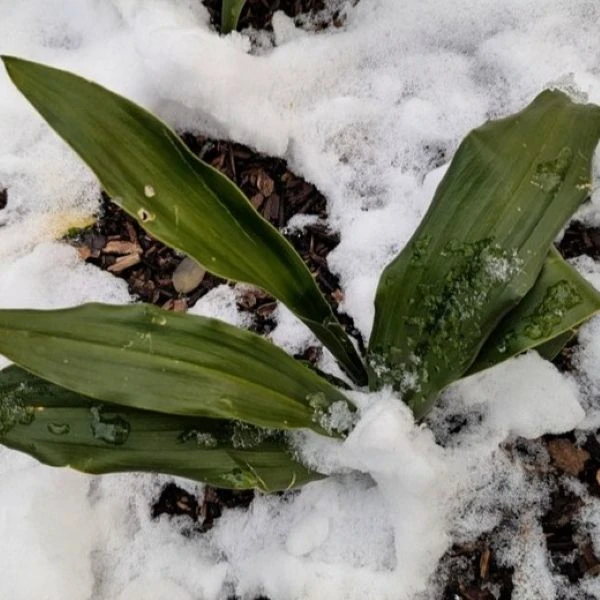 Зображення взимку у відкритому грунті