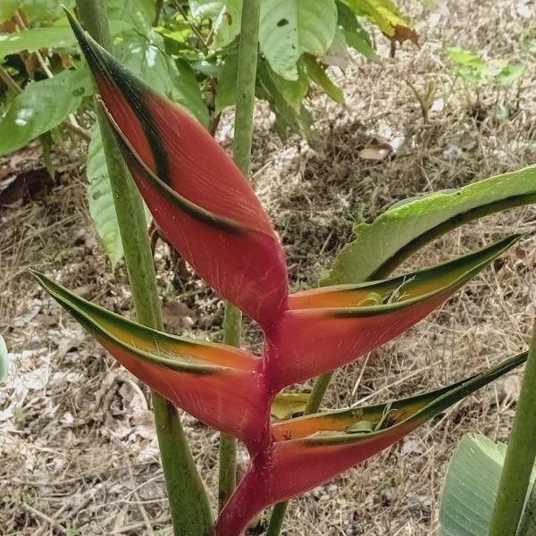 Зображення Геліконія біхай 'Lobster Claw Two' - Heliconia bihai 'Lobster Claw Two' 
