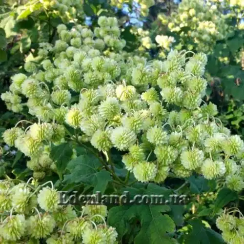 Зображення Монтаноа гібіскусолістна - Montanoa hibiscifolia