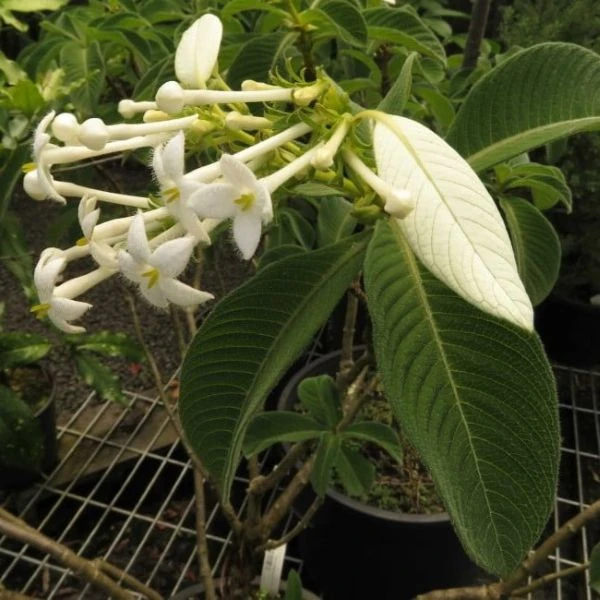 Зображення Неогіменопогон паразитичний - Neohymenopogon parasiticus 