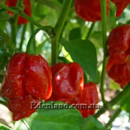 Изображение Перец Тринидад Моруга Скорпион Красный - Capsicum Trinidad Moruga Scorpion Red