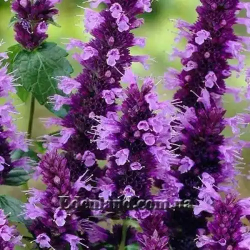 Изображение Агастахис морщинистый  - Agastache rugosa
