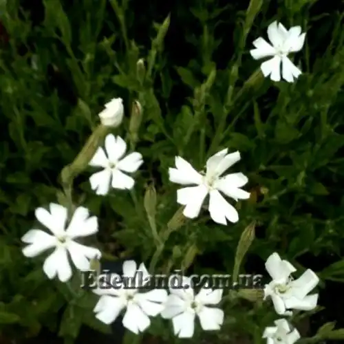 Изображение Смолёвка капская - Silene Capensis