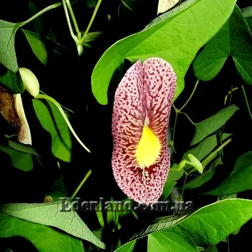 Изображение цветы