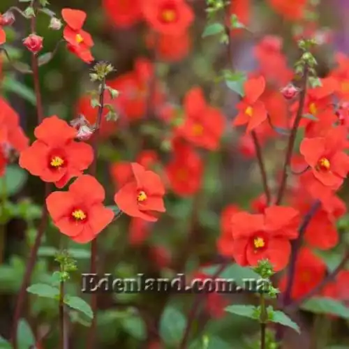 Изображение Алонсоа южная  - Alonsoa meridionalis