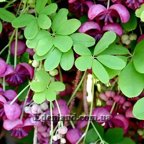 Зображення квітуча ліана