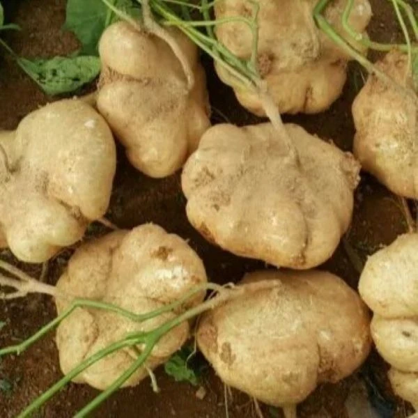 Пахиризус вырезной - Pachyrhizus erosus