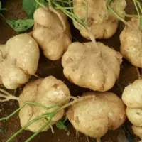 Зображення Пахірізус вирізний