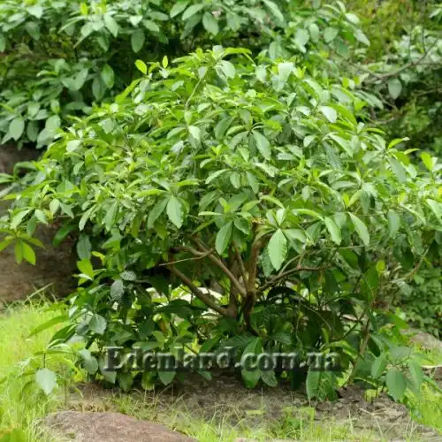 Изображение Воаканга Туара - Voacanga thouarsii 