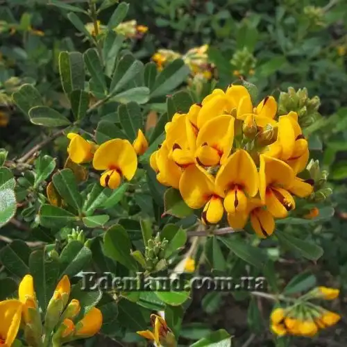 Зображення Гастролобіум дволопатевий - Gastrolobium bilobum